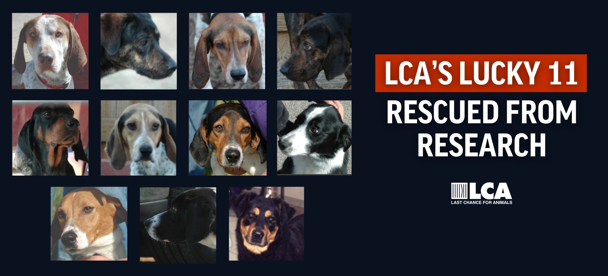 lucky 11 rescued from research