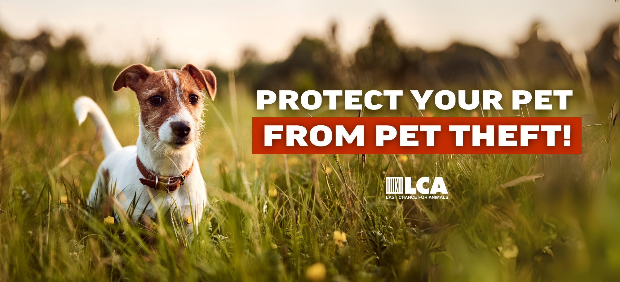 protect your pet from pet theft